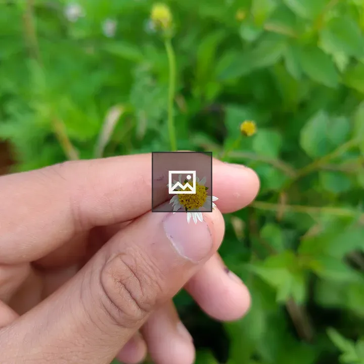 Hand holding a small daisy-like flower
