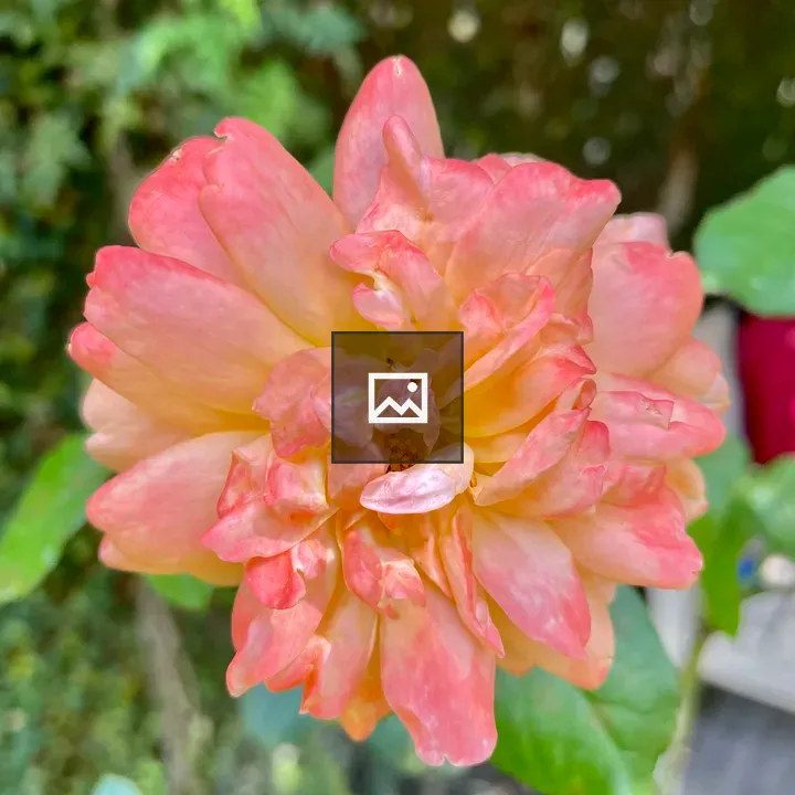 Rose flower in garden