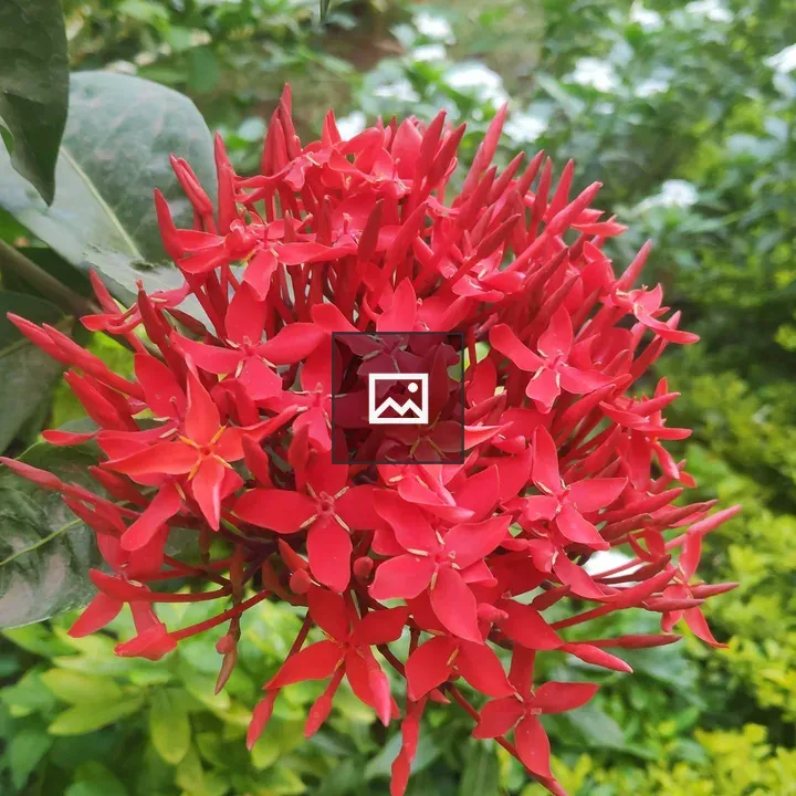 Red Bunch of Ashoka Flowers