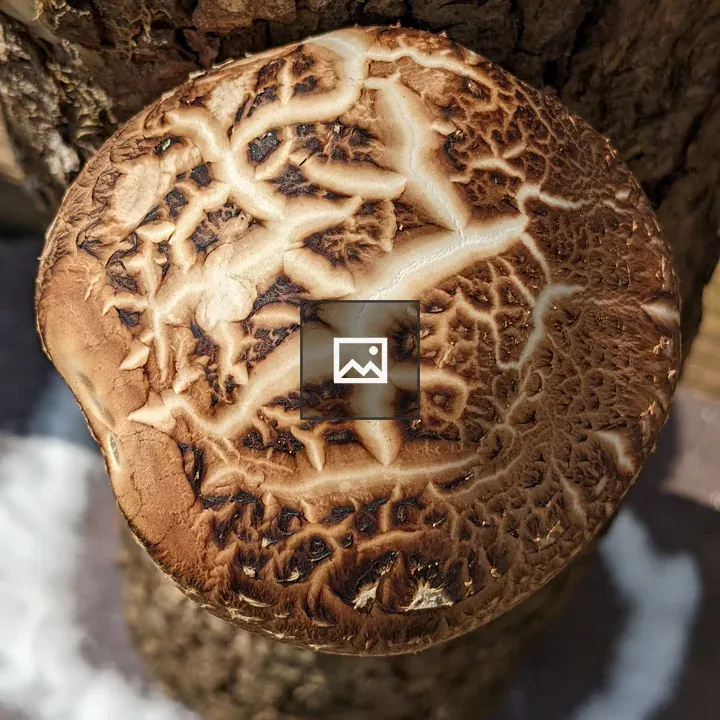 Shiitake mushroom