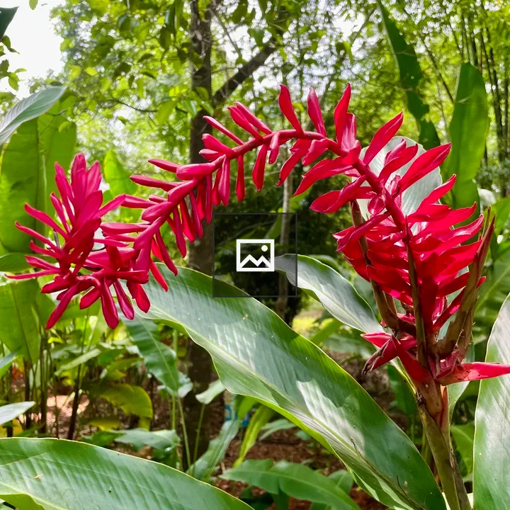 Red Ginger Flower Upward Bloom