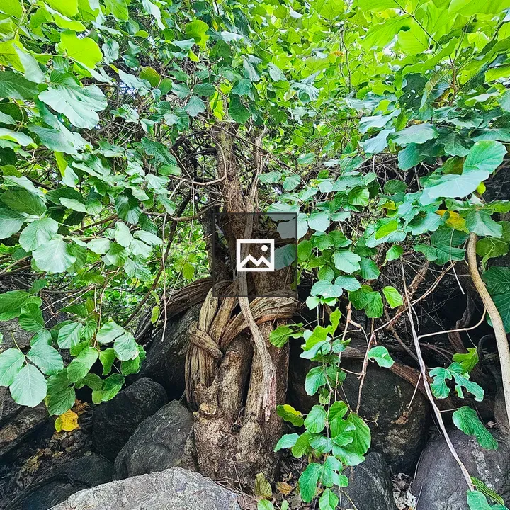 Vine with Thick Roots