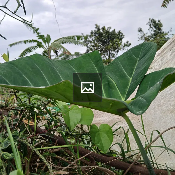 Large green leaf foreground