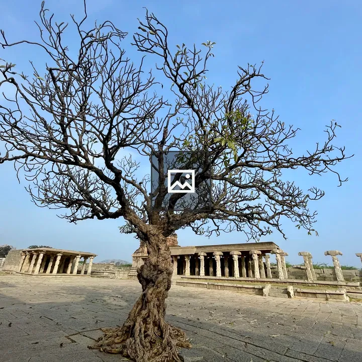 Leafless tree near temple walkway