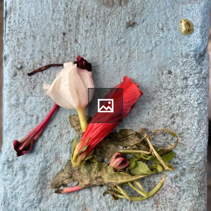 Dried Flower Petals on Blue Surface