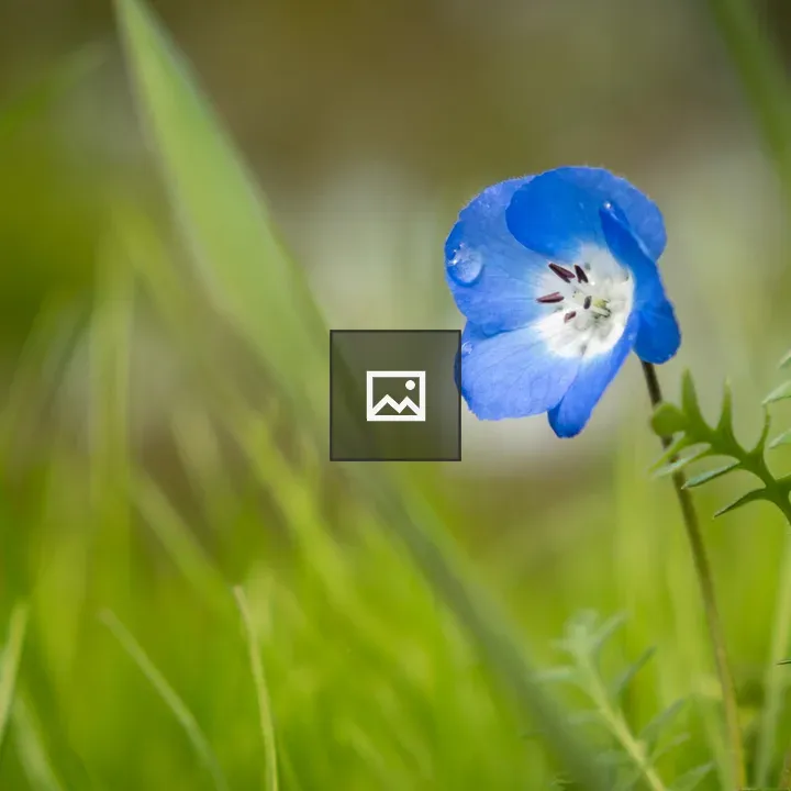 Nemophila flower in blue