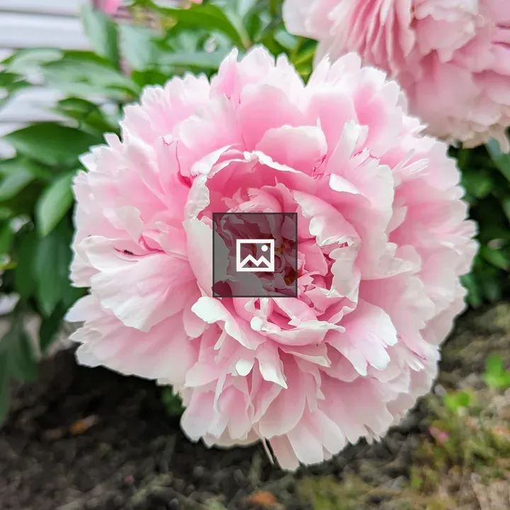 Pink Peony Flower