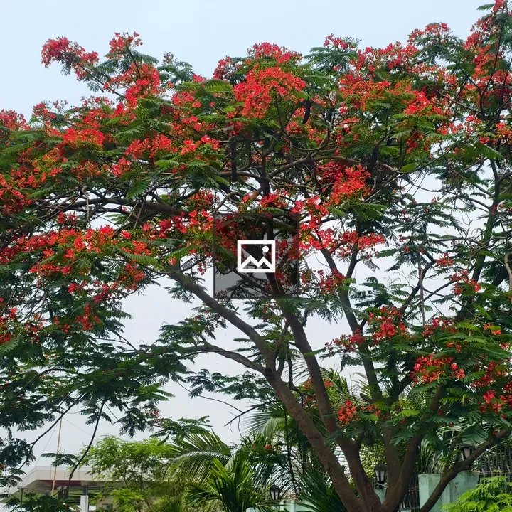 Flame tree with red blossoms