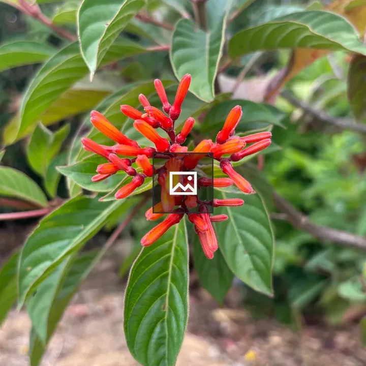 Coralillo plant with red and orange flowers