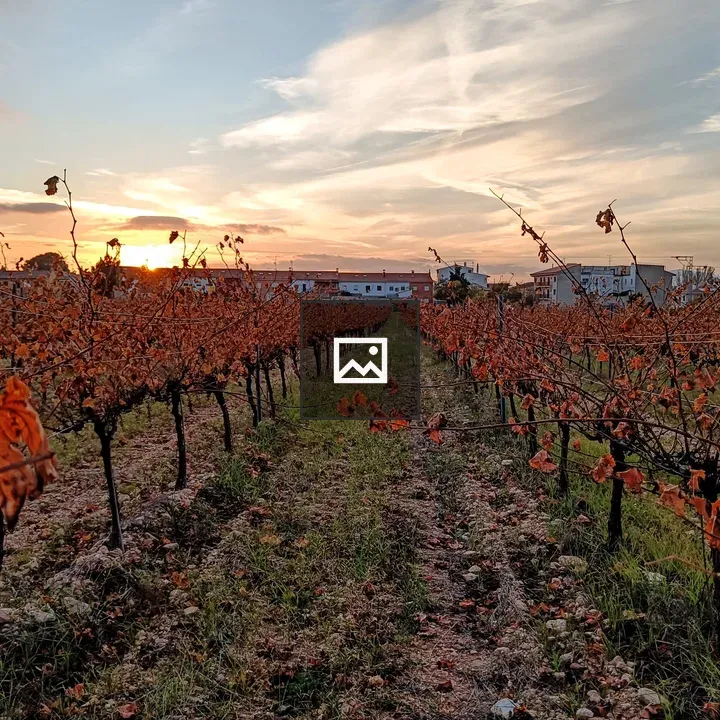 Field with vineyard at sunset
