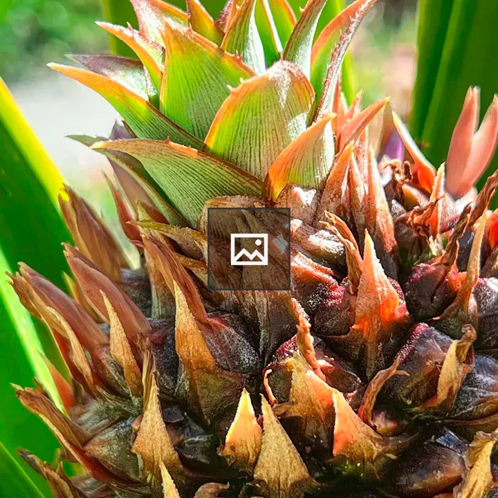 Top of a growing juvenile pineapple