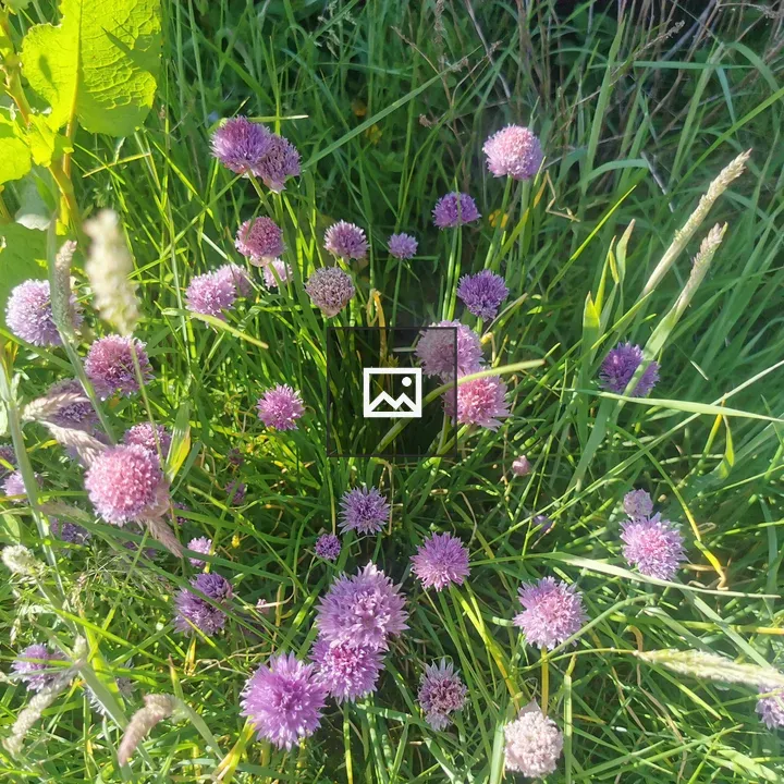 Chives in Flower
