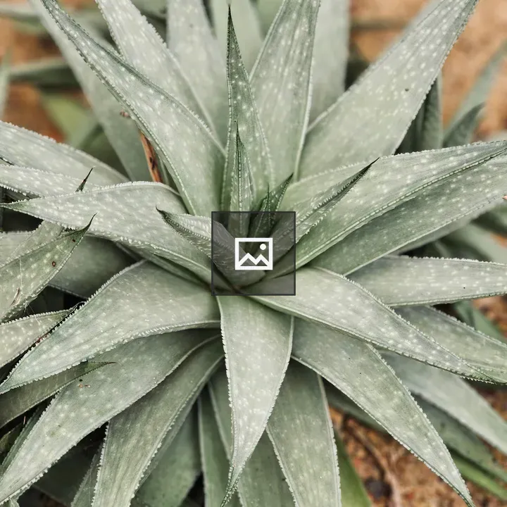 Silvery-green succulent rosette