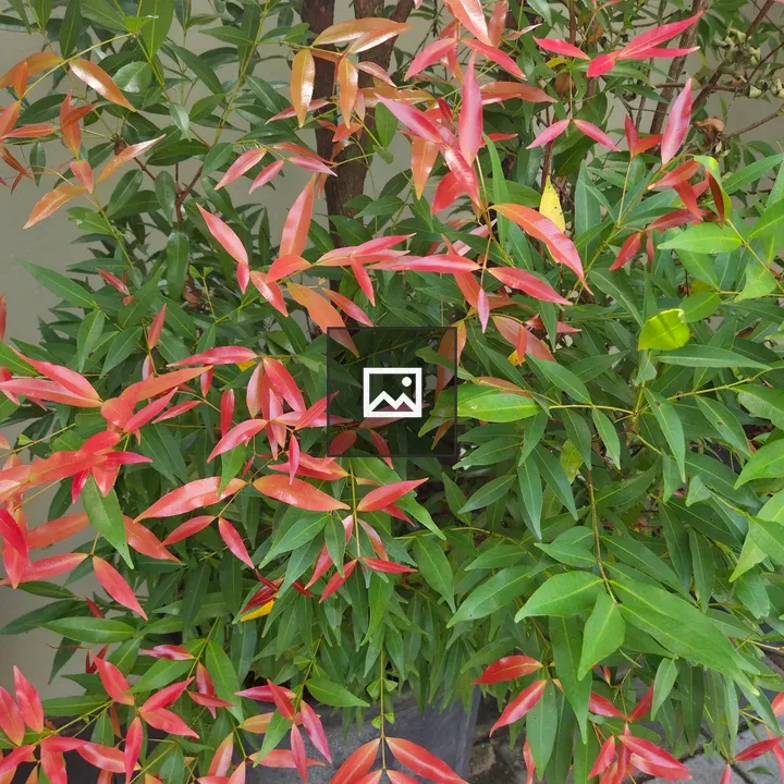 Green plant with red-tipped leaves