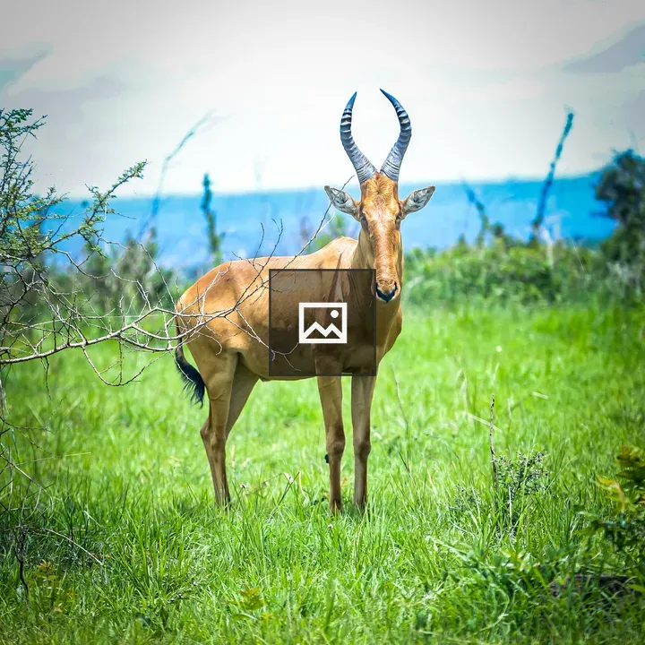 Uganda kob gazing at camera