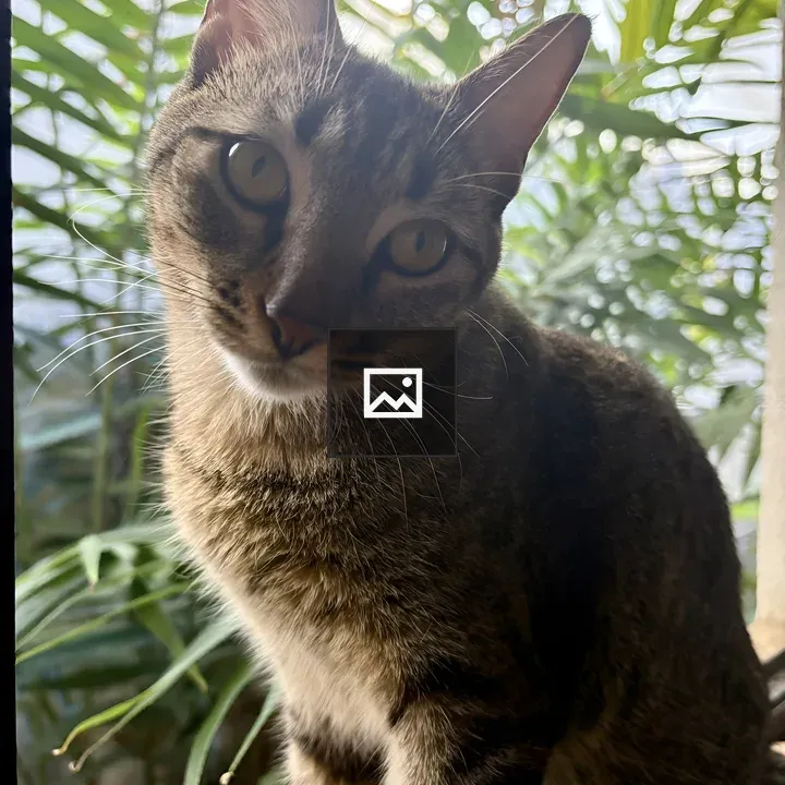 Tabby Cat with Green Eyes
