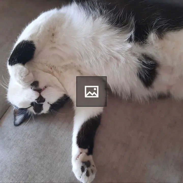 Close-up of sleeping black and white cat