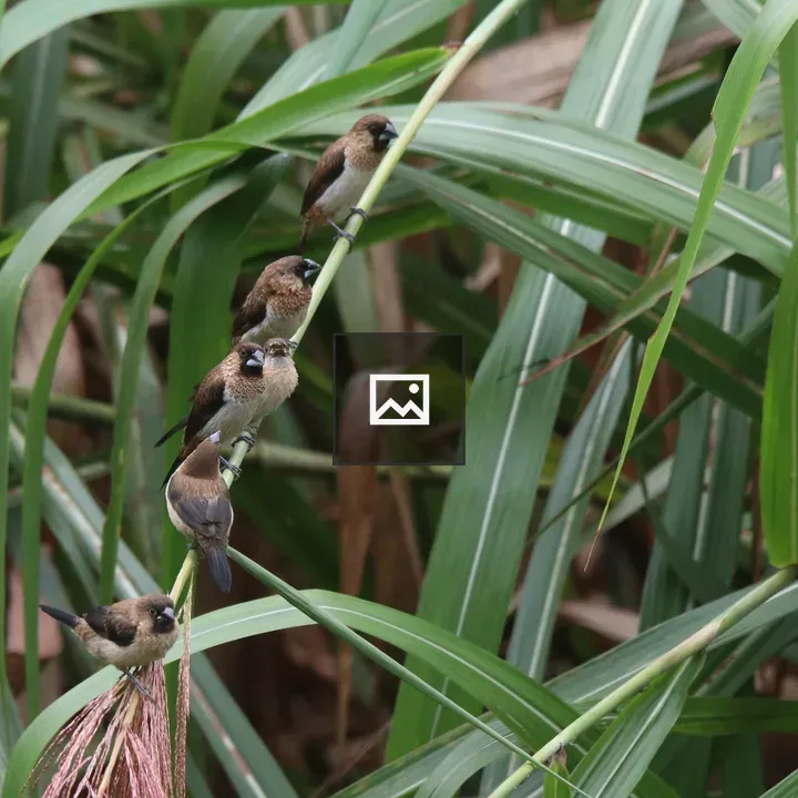 Six small brown birds on a stem