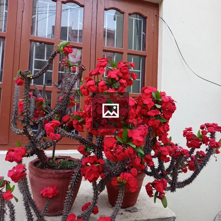 Spiky succulent with red flowers