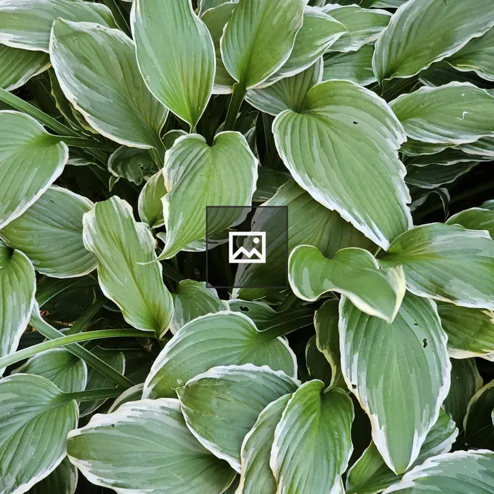 Hosta Leaves Cluster