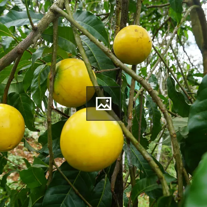 Abiu Fruit in a Tree