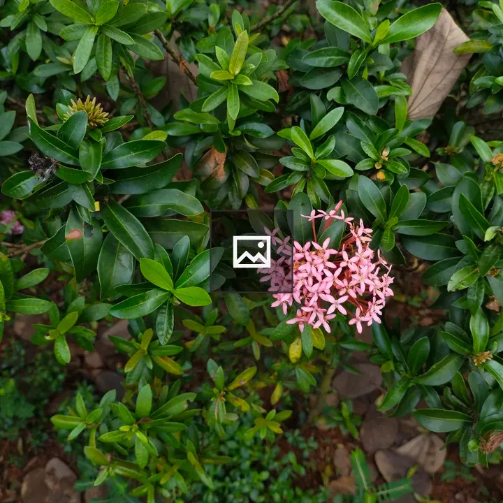 Ixora chinensis Pink Bloom