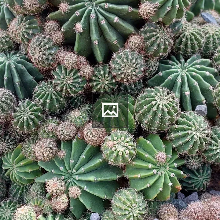 Dense green cacti close-up