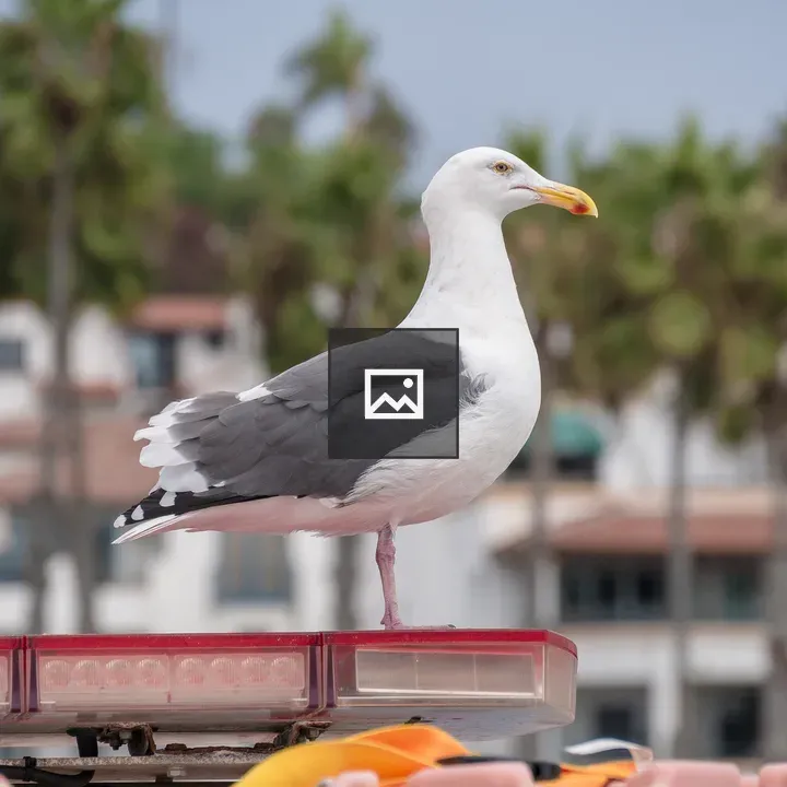 Seagull in Carlsbad
