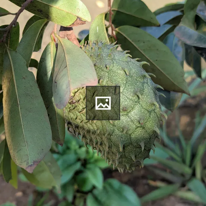 Soursop Fruit Tree