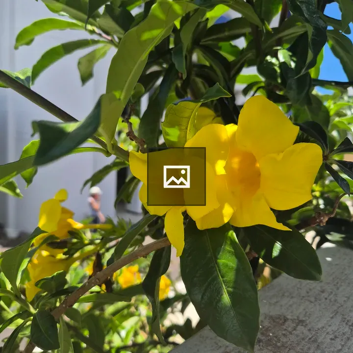 Yellow flowers with green leaves