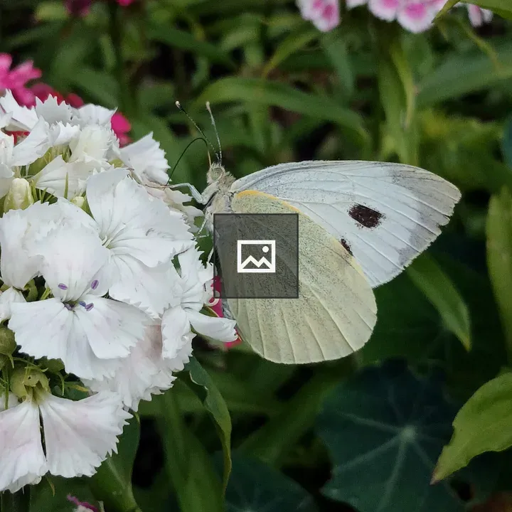 White butterfly on flowers