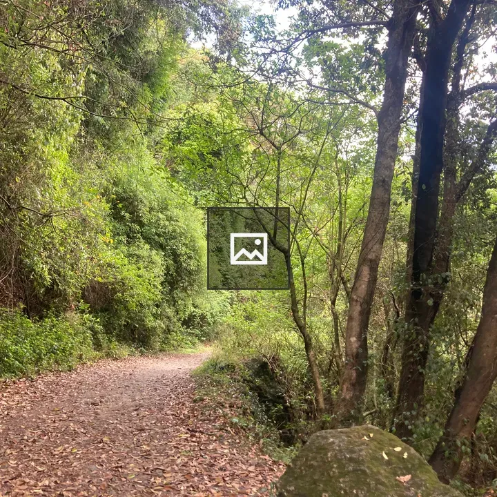 Winding Forest Path