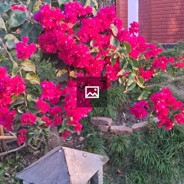Bougainvillea in Garden