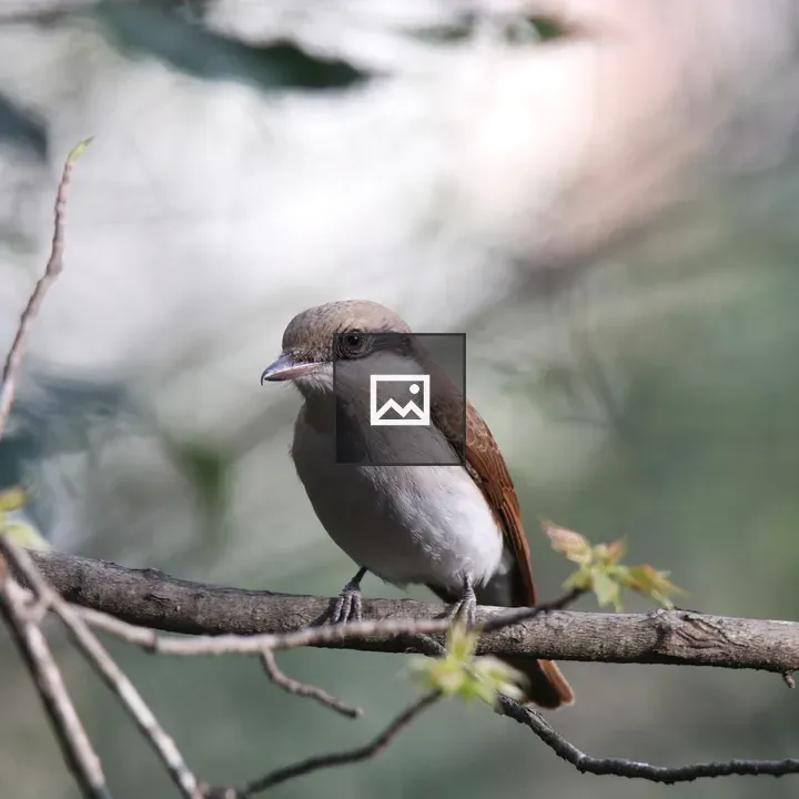 Large Woodshrike on Branch