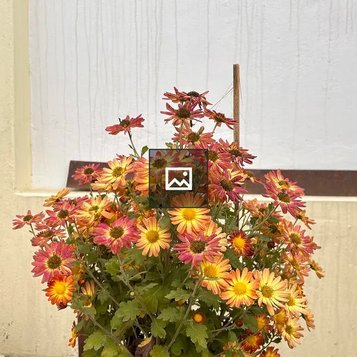 Daisies in a Pot