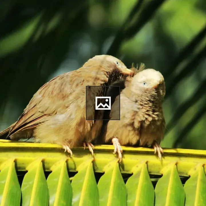 Two birds on a fence