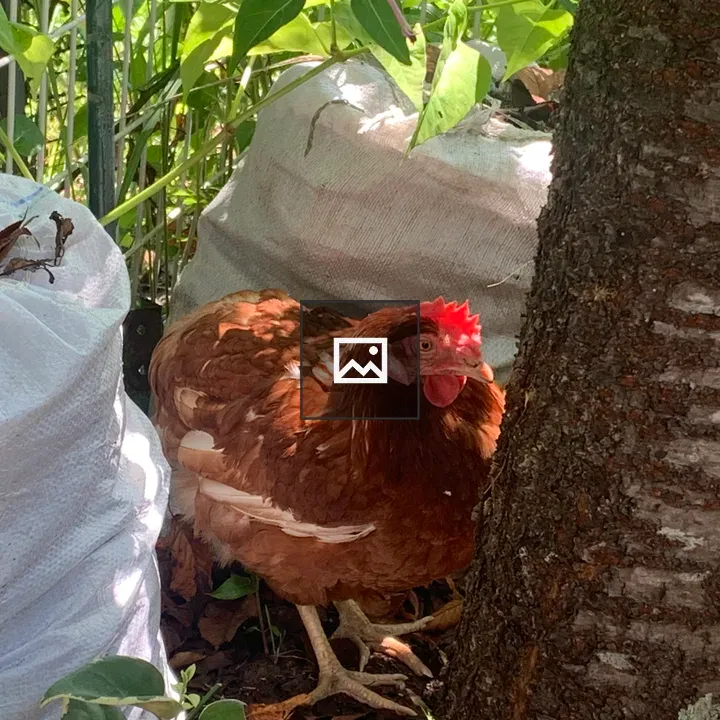 Rhode Island Red Chicken Between Sacks