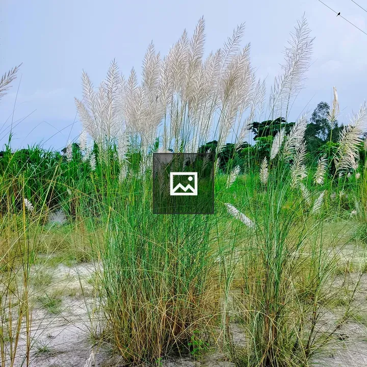 Cluster of tall grasses with white plumes