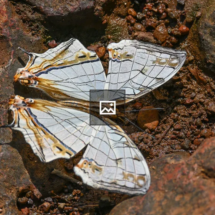 Common Map Butterfly close-up