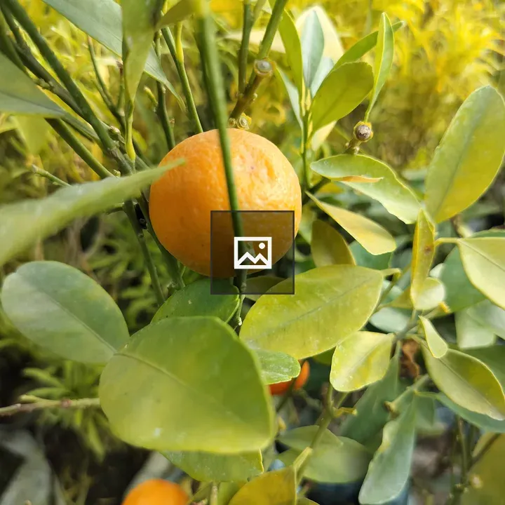 Mandarin Orange with Green Leaves