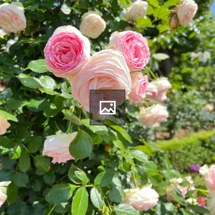 Close-up Roses with Green Leaves