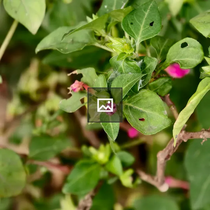 Small pink flower buds