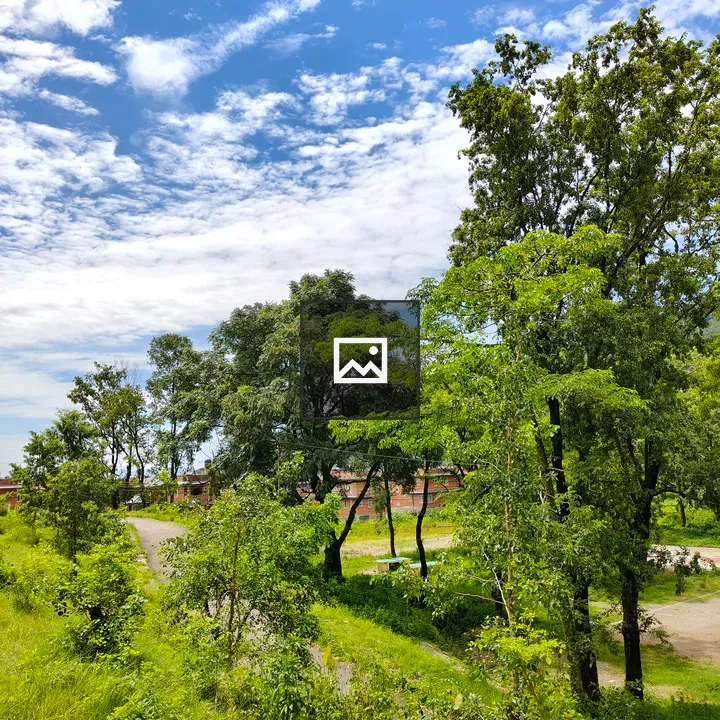 Serene landscape with trees and sky