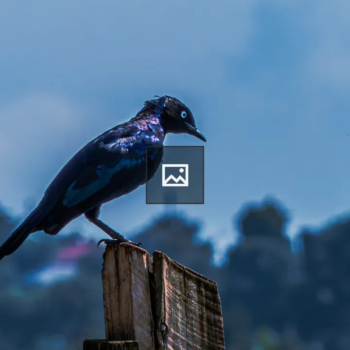 Blue-Eared Starling on Weathered Post