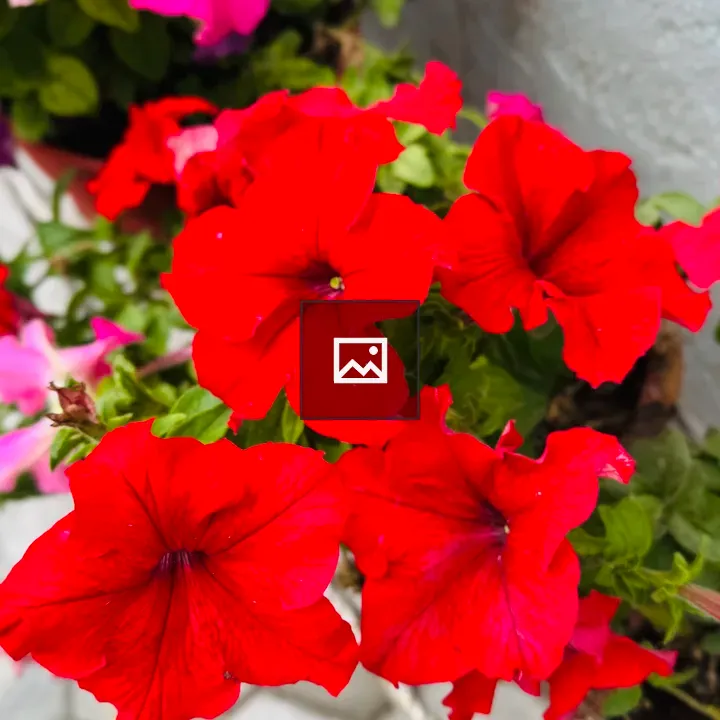 Vibrant red petunias in garden