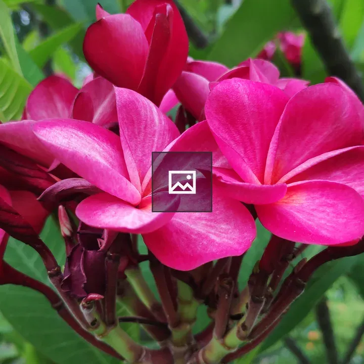 Pink Chafa flower