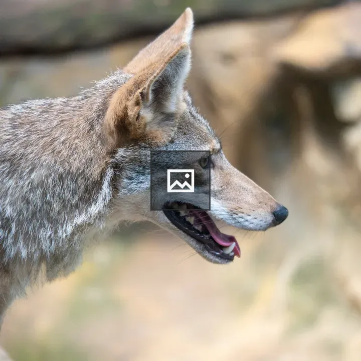 Small fox at the Birmingham Zoo