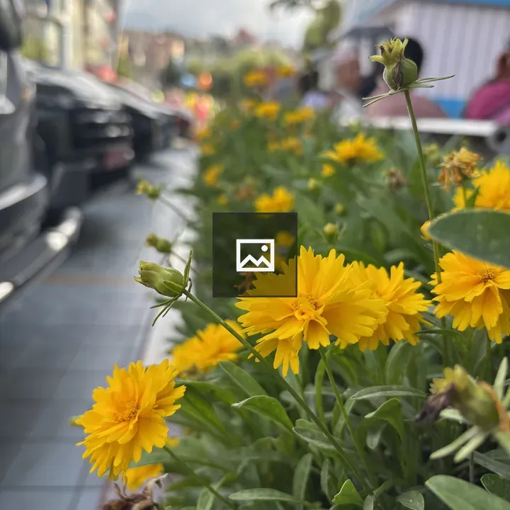Yellow flowers in planter
