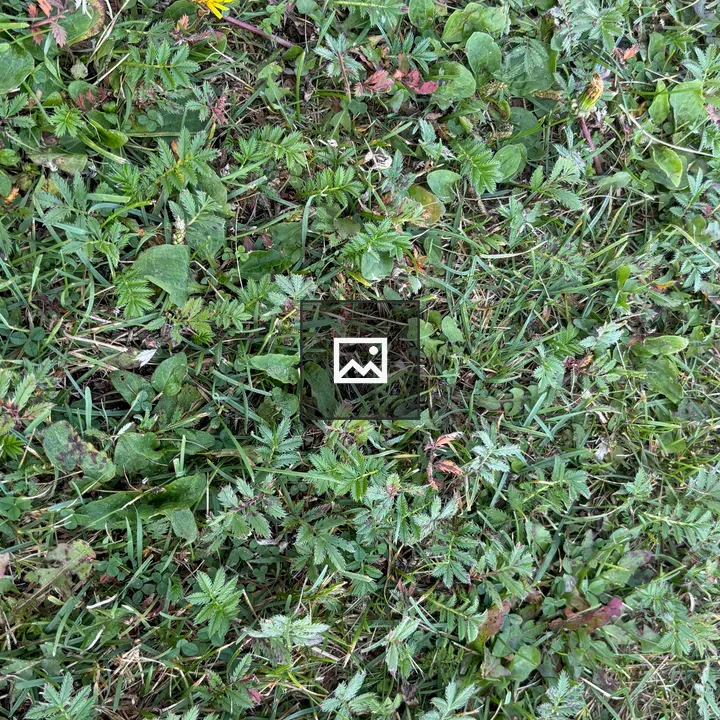 Ground cover plants with yellow dandelion