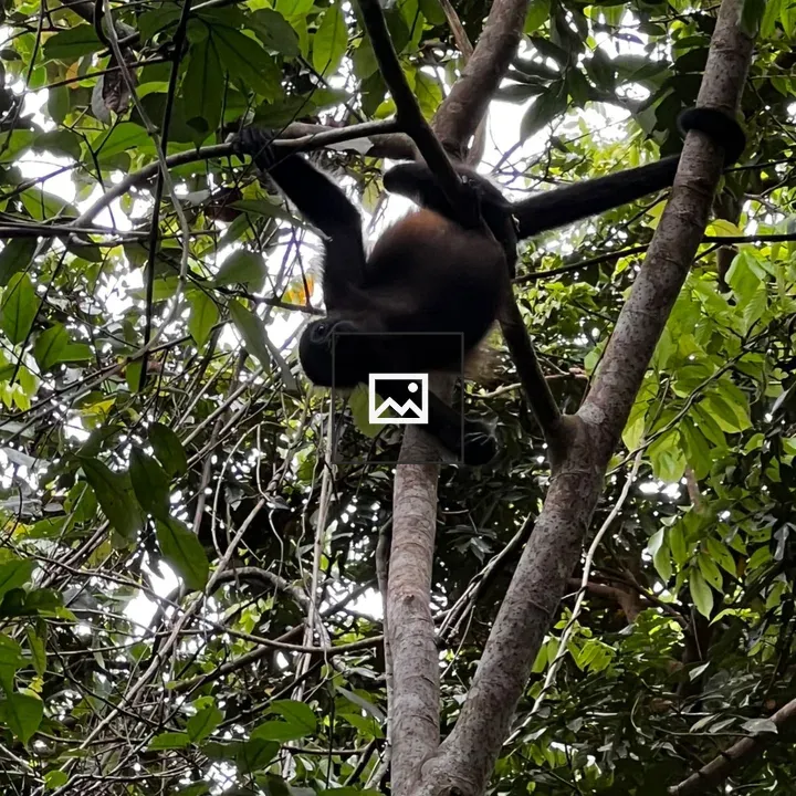 Monk on a Stick in Cahuita National Park